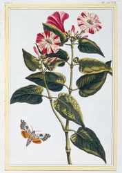 Gloire du matin, c.1766